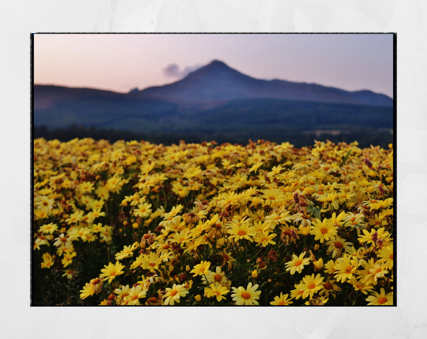 Isle of Arran Scotland Print Flowers Landscape Photography