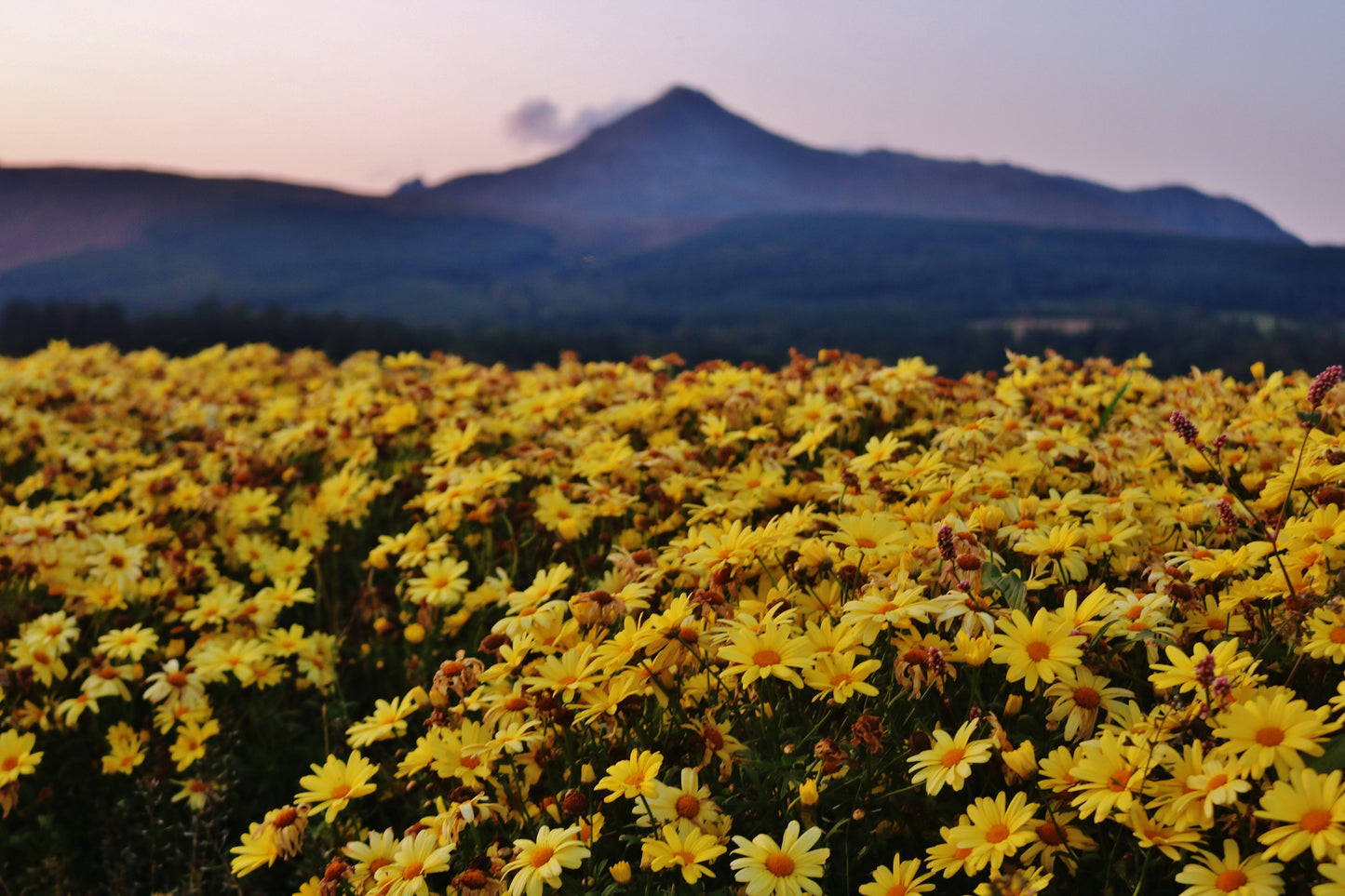 Isle of Arran Scotland Print Flowers Landscape Photography