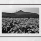 Isle of Arran Scotland Print Flowers Landscape Black And White Photography