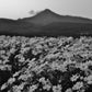 Isle of Arran Scotland Print Flowers Landscape Black And White Photography