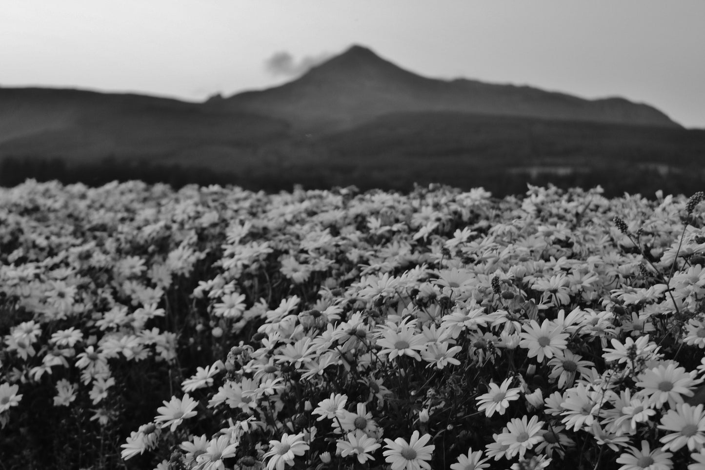 Isle of Arran Scotland Print Flowers Landscape Black And White Photography