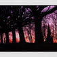 Glasgow Cathedral Necropolis Sunset Photography Print