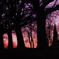Glasgow Cathedral Necropolis Sunset Photography Print