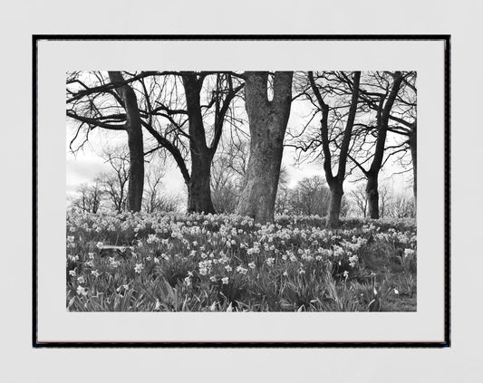 Glasgow Queen's Park Spring Daffodils Black And White Photography Print