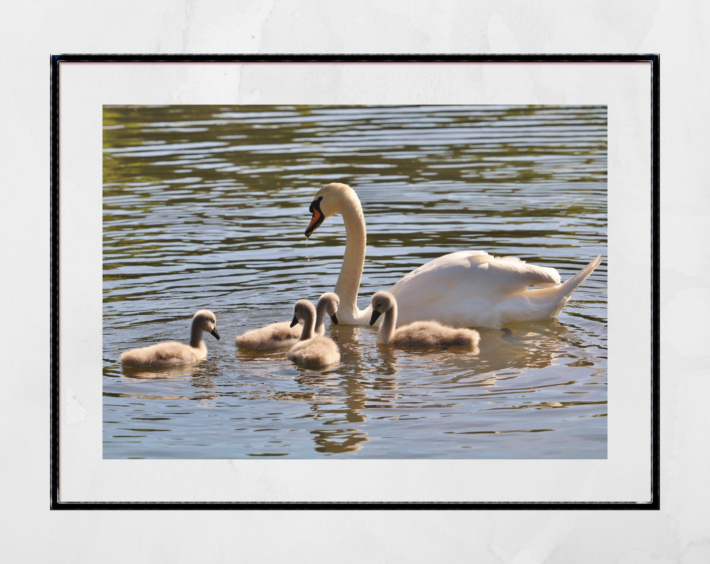 Swan And Cygnets Print Glasgow Queen's Park Photography