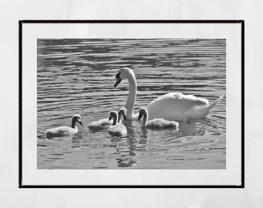 Swan And Cygnets Print Glasgow Queen's Park Black And White Photography