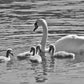 Swan And Cygnets Print Glasgow Queen's Park Black And White Photography