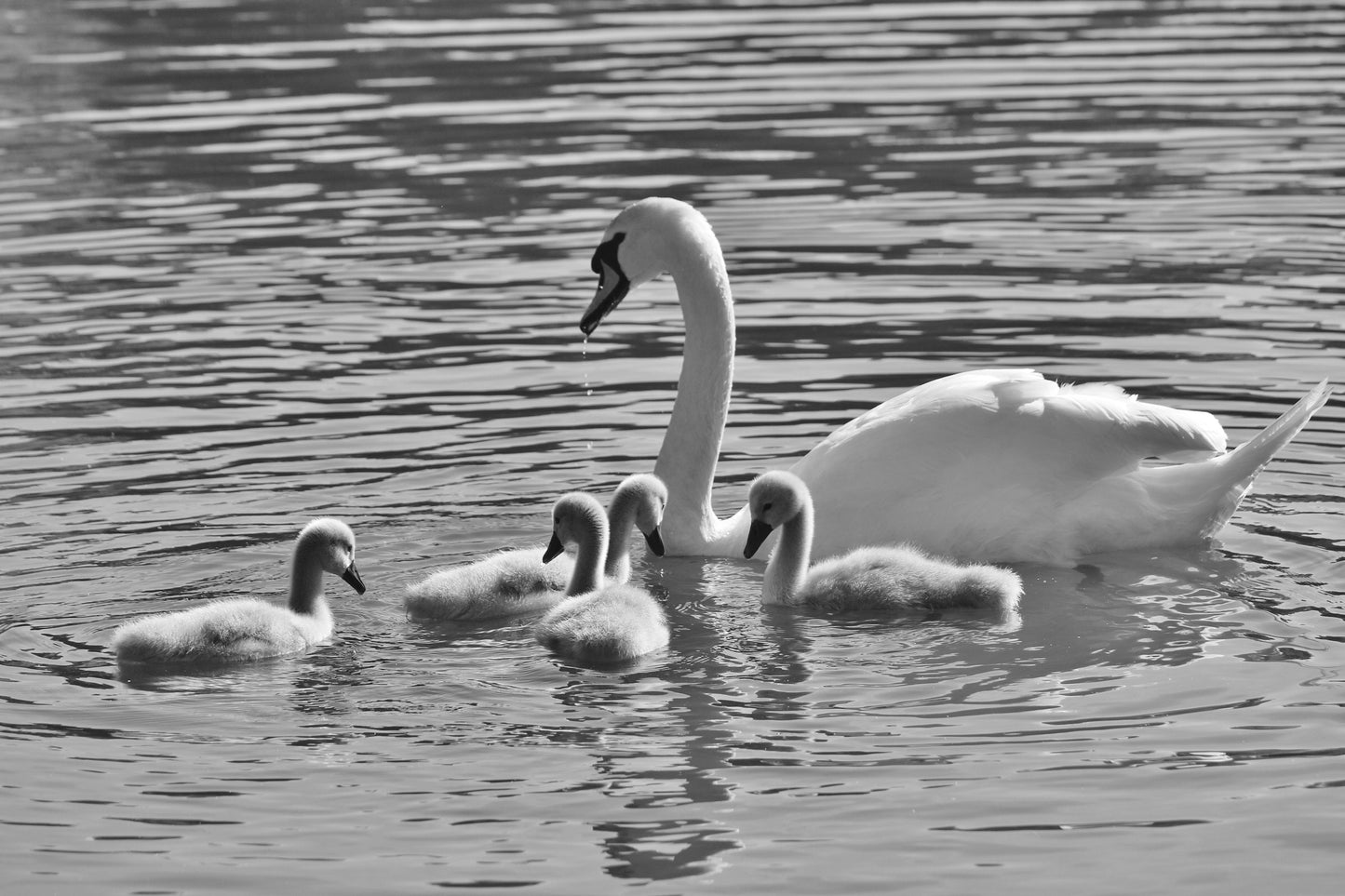 Swan And Cygnets Print Glasgow Queen's Park Black And White Photography