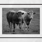 Cows Black And White Photography Print