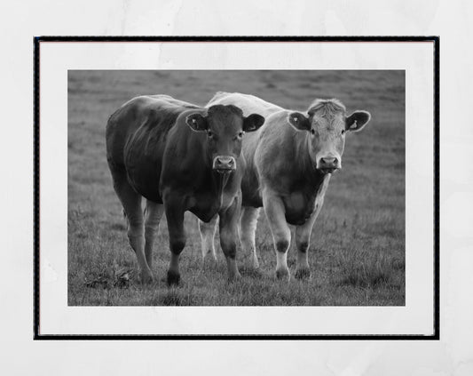 Cows Black And White Photography Print