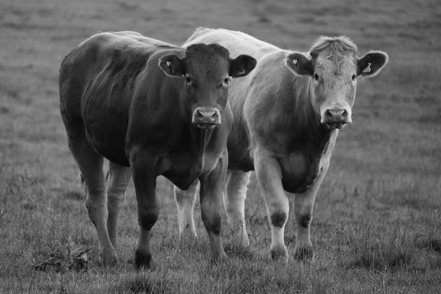 Cows Black And White Photography Print