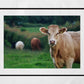 Cow Photography Print