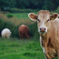 Cow Photography Print