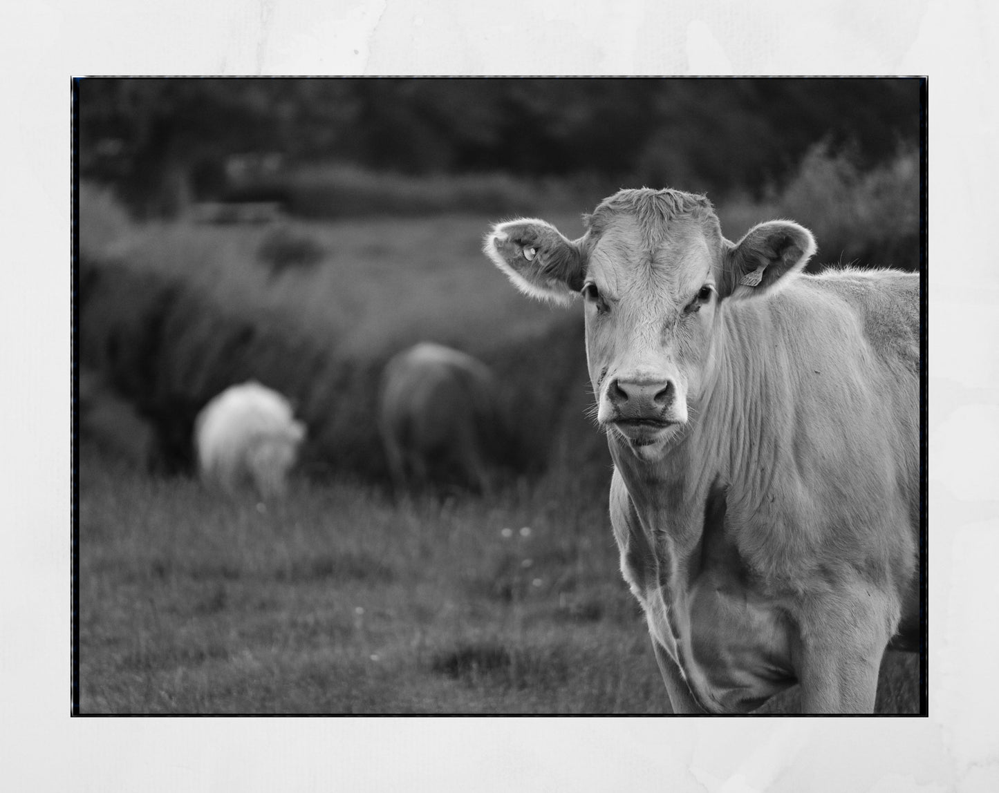 Cow Black And White Photography Print
