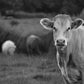 Cow Black And White Photography Print
