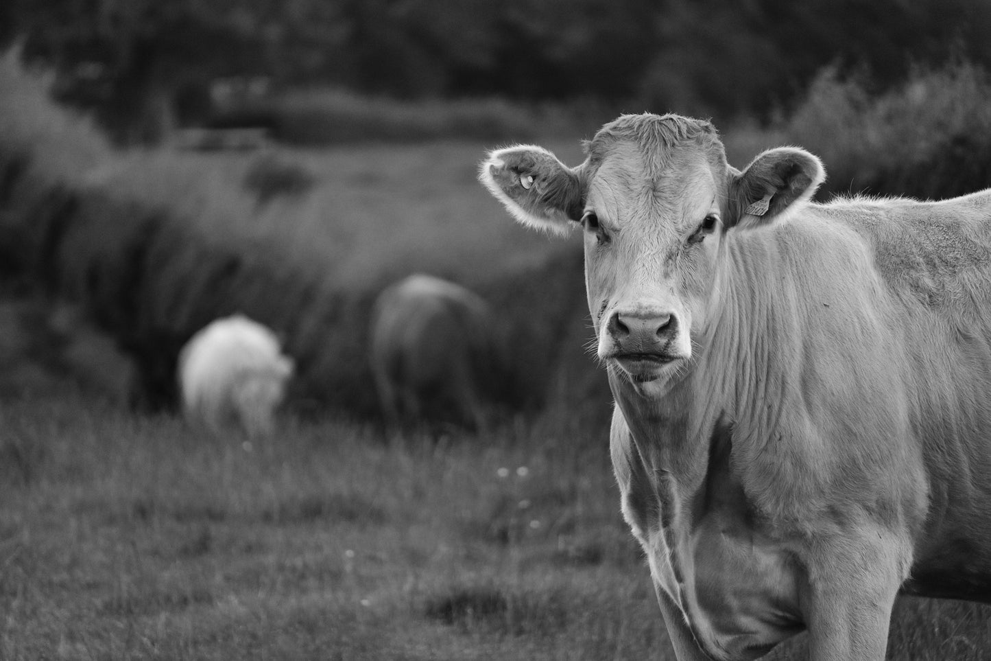 Cow Black And White Photography Print