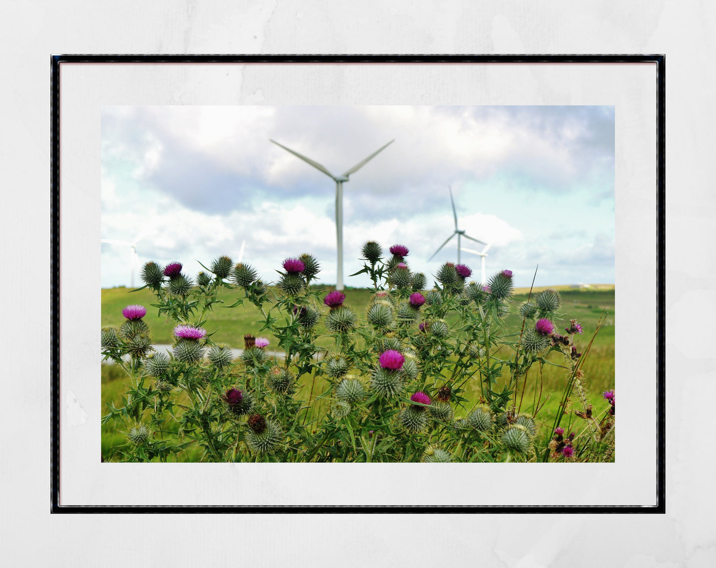 Whitelees Wind Farm Scottish Thistle Photography Print