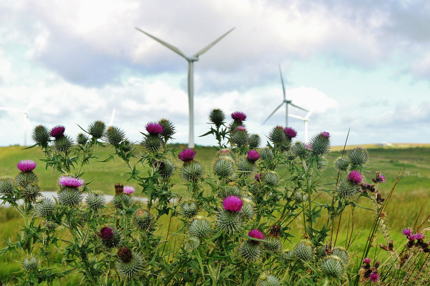 Whitelees Wind Farm Scottish Thistle Photography Print