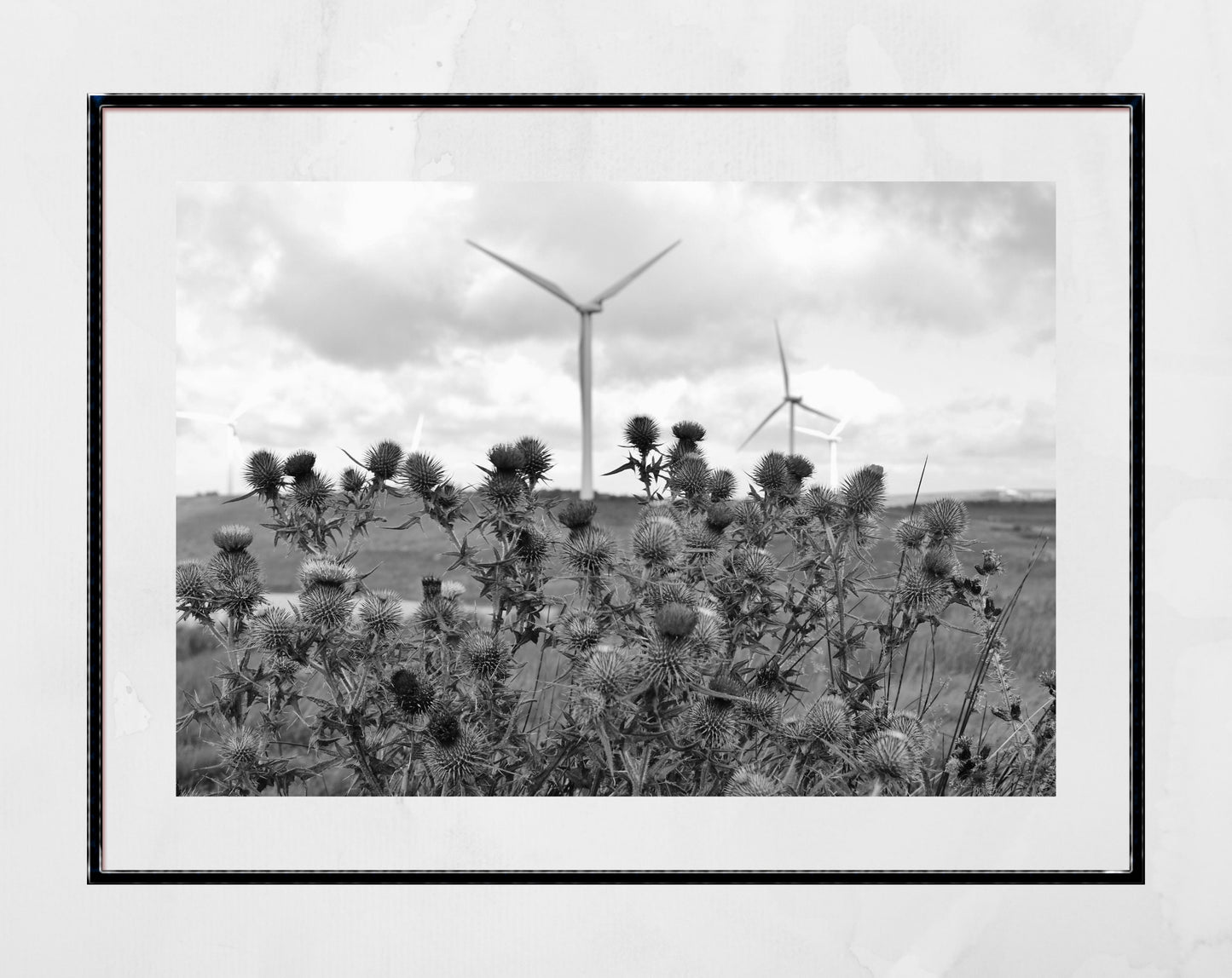 Whitelees Wind Farm Scottish Thistle Black And White Photography Print