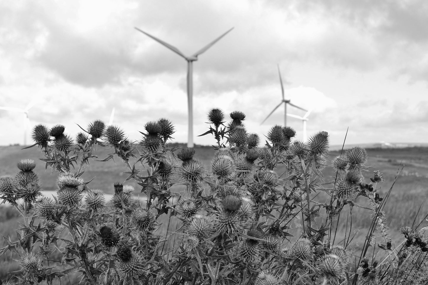 Whitelees Wind Farm Scottish Thistle Black And White Photography Print