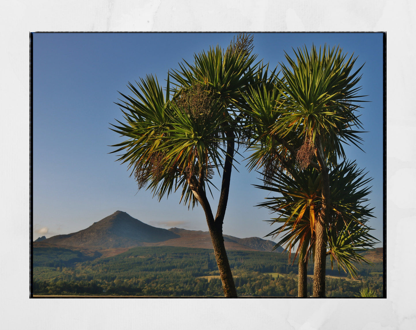 Isle of Arran Scotland Palm Tree Photography Print