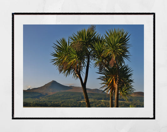 Isle of Arran Scotland Palm Tree Photography Print