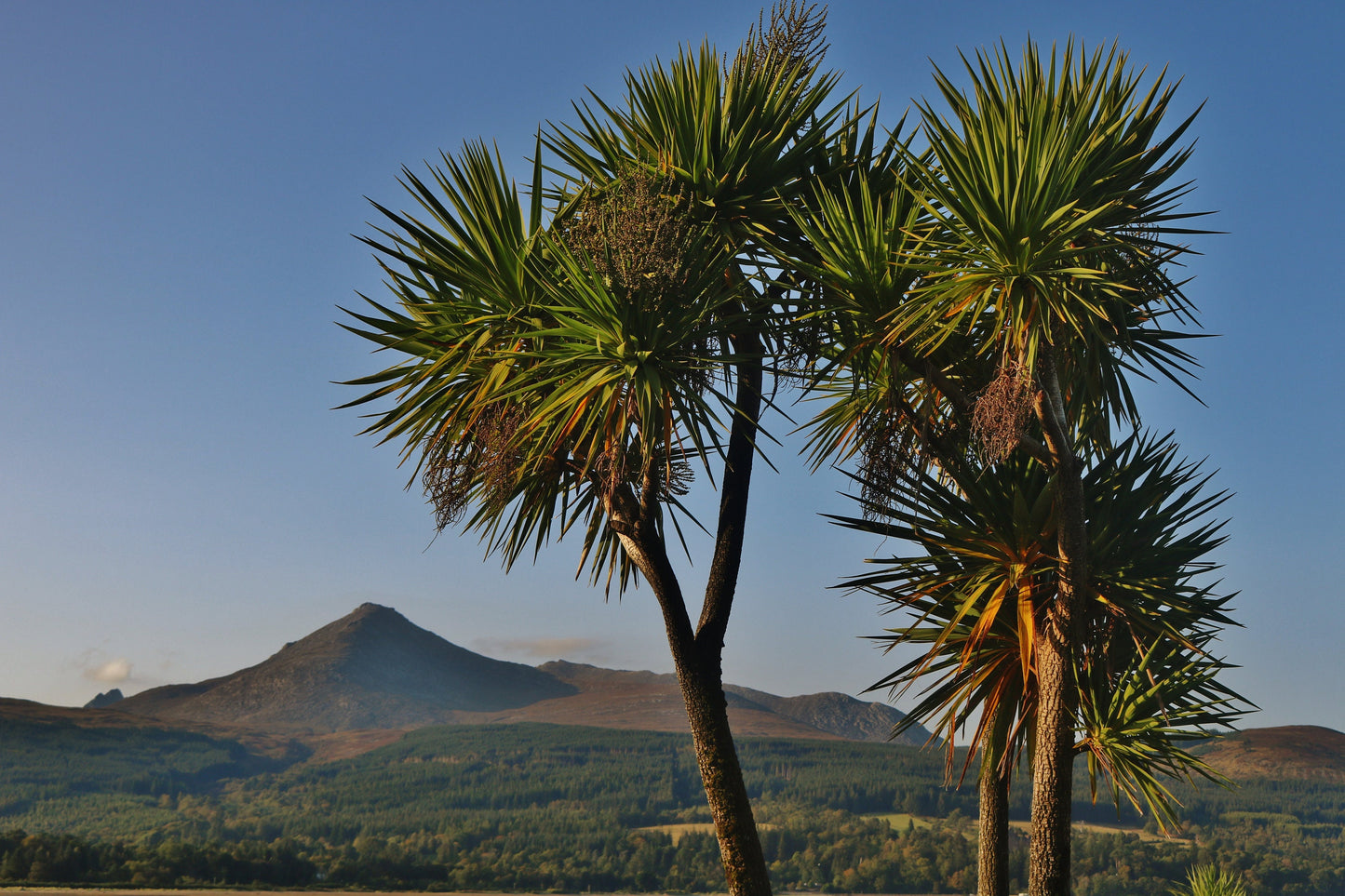 Isle of Arran Scotland Palm Tree Photography Print