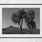 Isle of Arran Scotland Palm Tree Black And White Photography Print