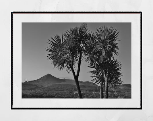 Isle of Arran Scotland Palm Tree Black And White Photography Print