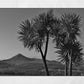 Isle of Arran Scotland Palm Tree Black And White Photography Print