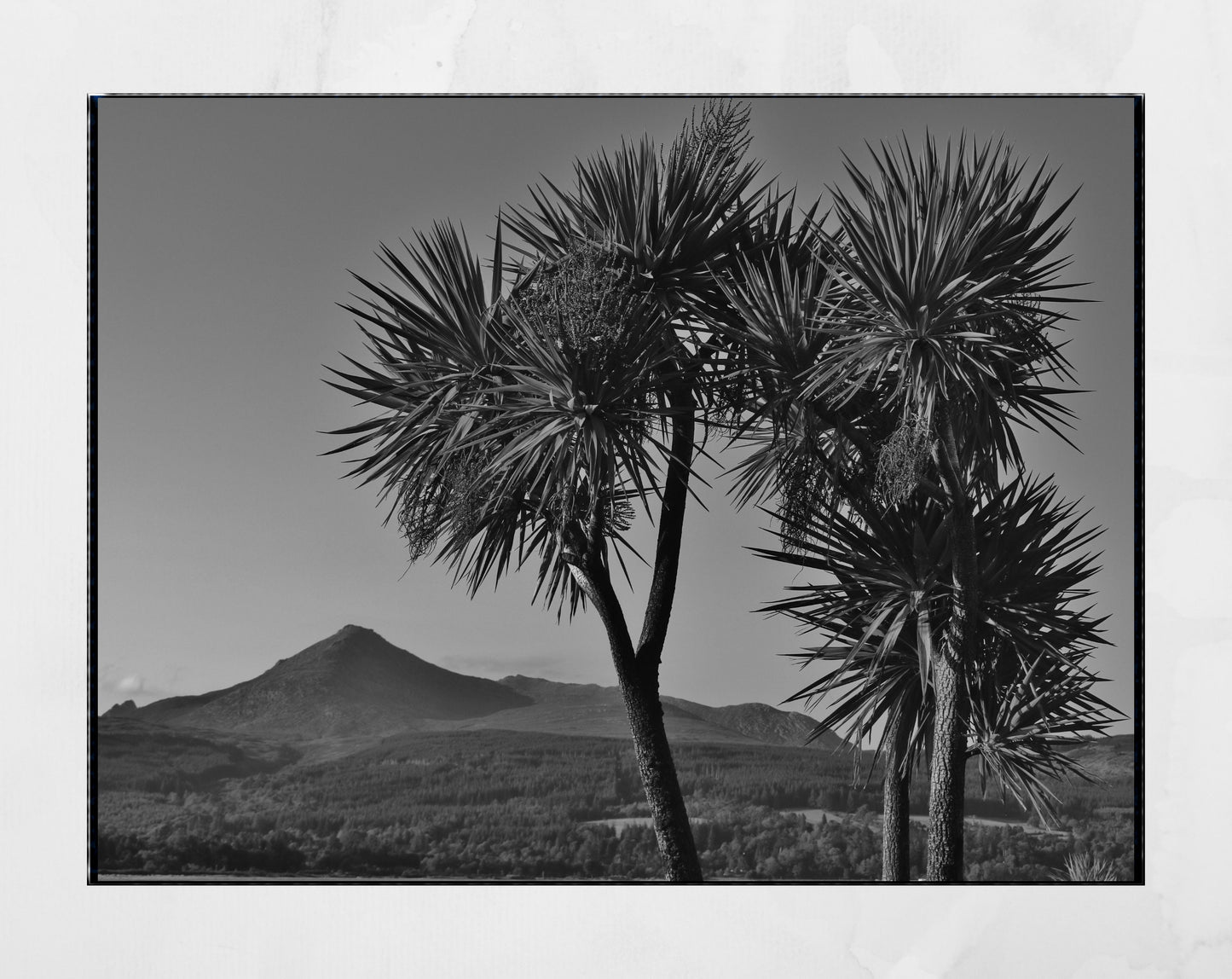 Isle of Arran Scotland Palm Tree Black And White Photography Print