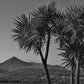 Isle of Arran Scotland Palm Tree Black And White Photography Print