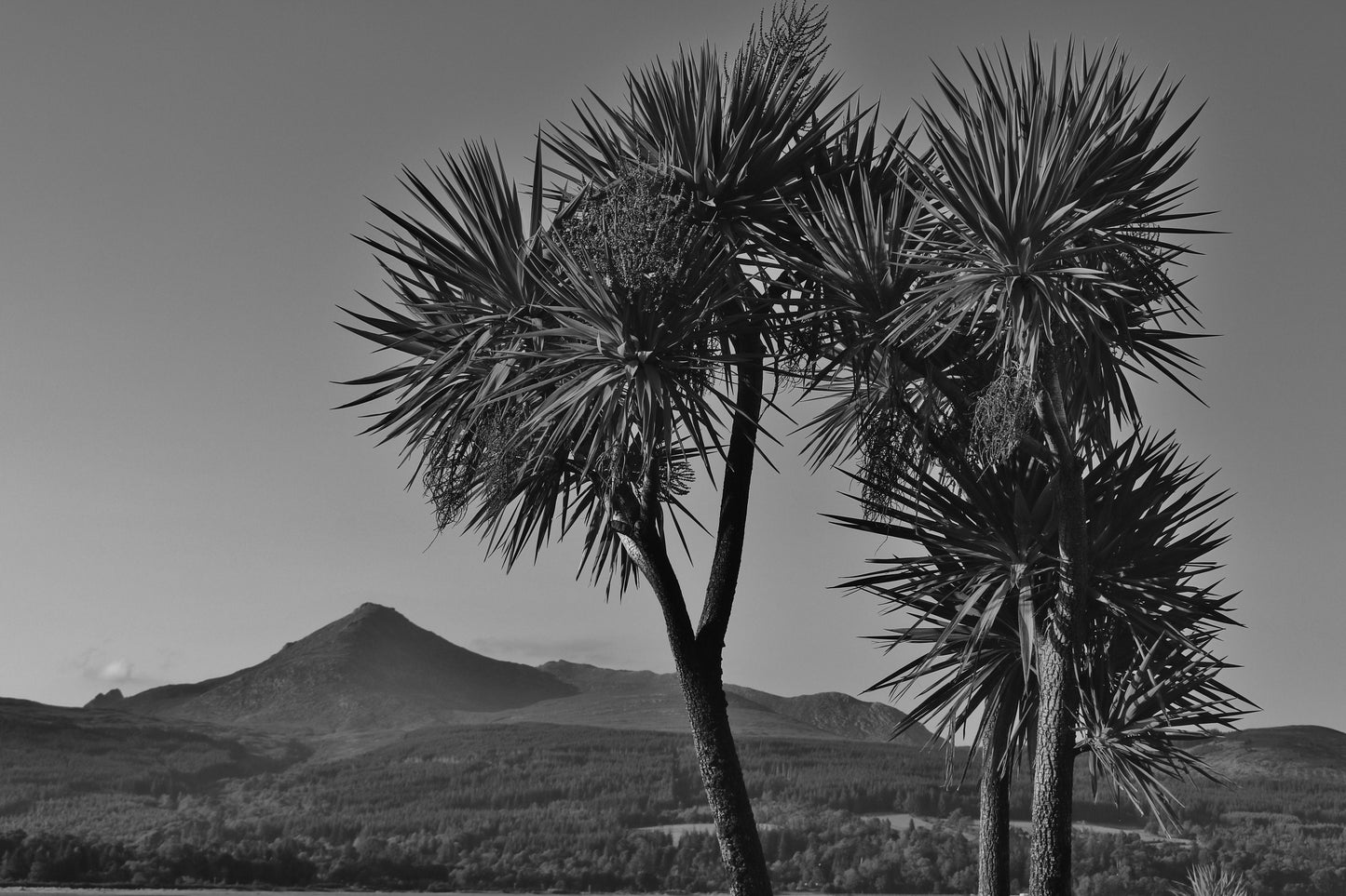 Isle of Arran Scotland Palm Tree Black And White Photography Print