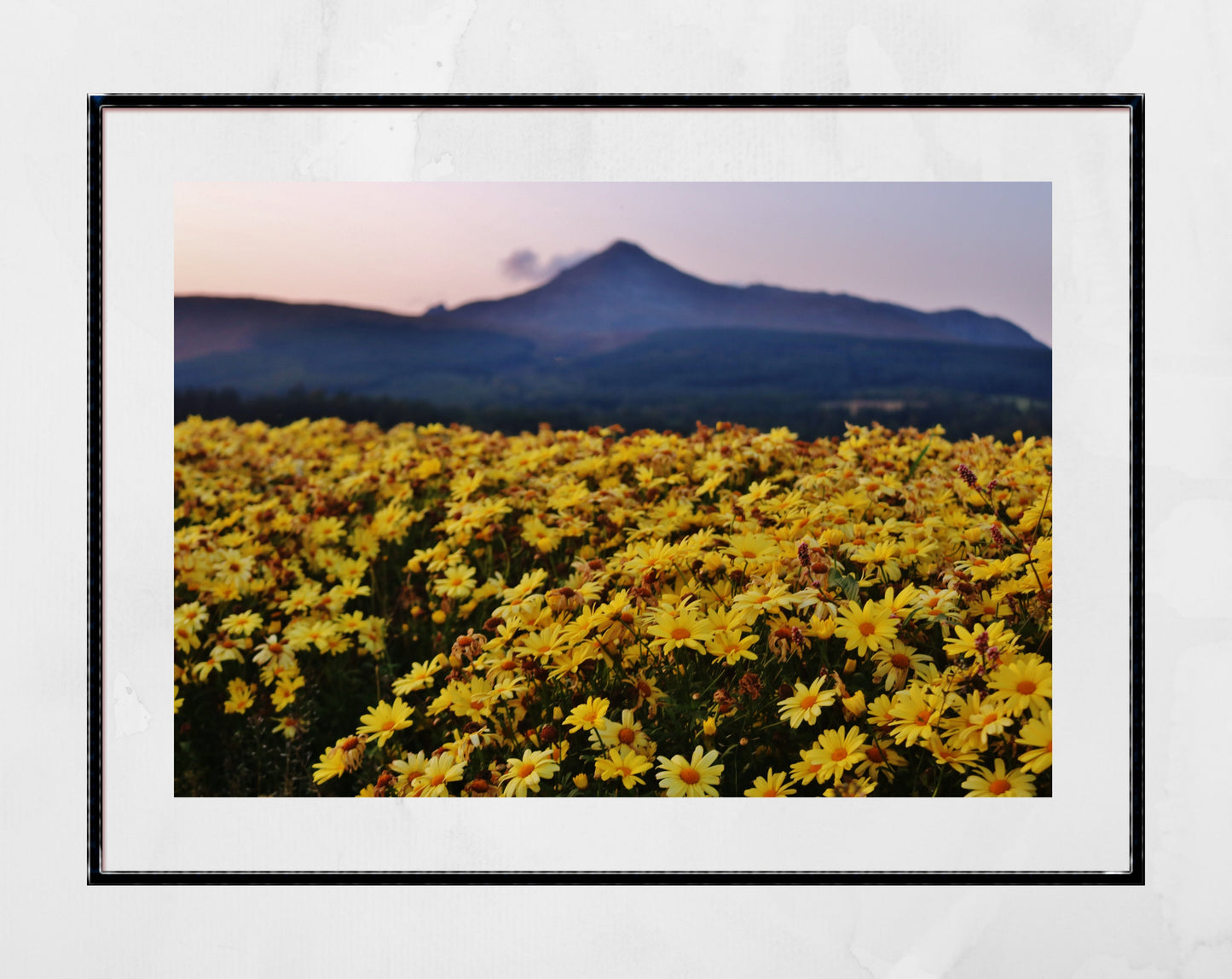 Isle of Arran Scotland Print Flowers Landscape Photography