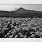 Isle of Arran Scotland Print Flowers Landscape Black And White Photography