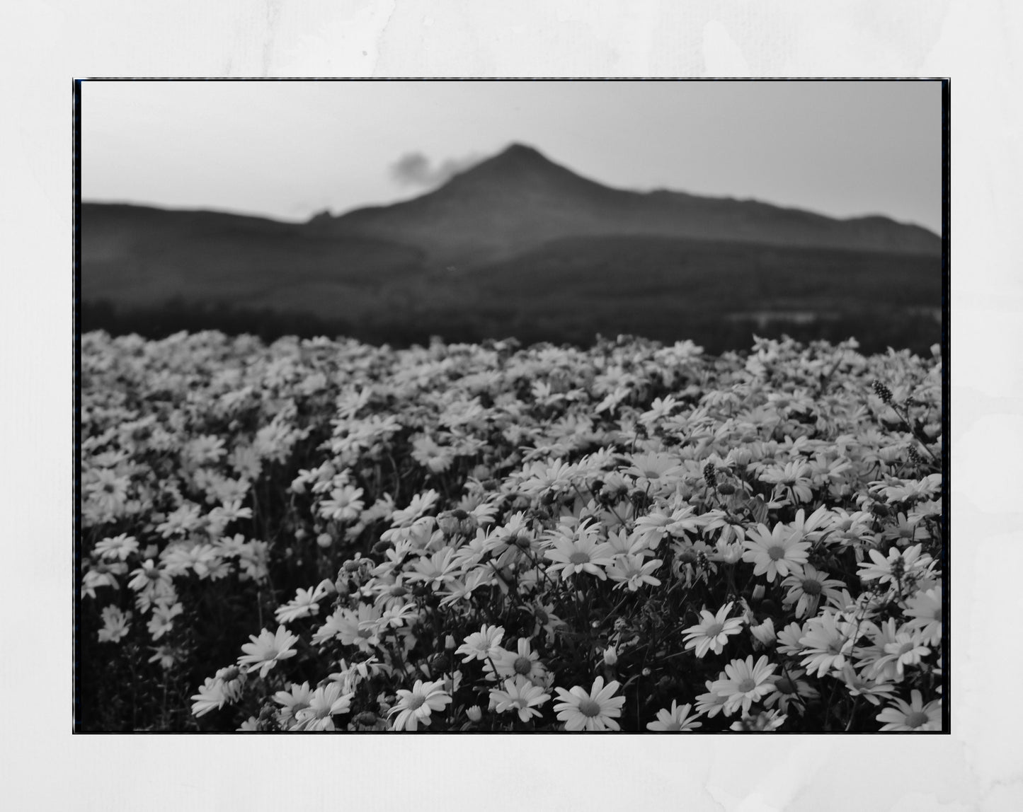 Isle of Arran Scotland Print Flowers Landscape Black And White Photography