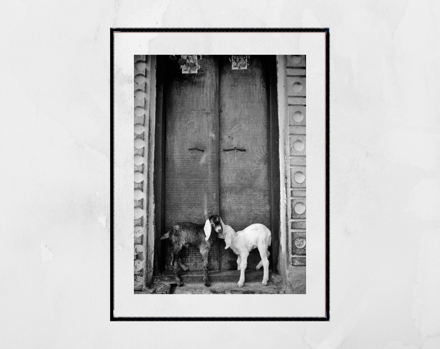 Goat Picture Black And White Varanasi India Poster