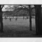 Glasgow Queen's Park Pond Photography Print