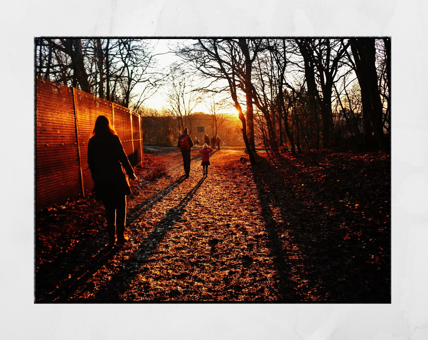 Glasgow Queen's Park Sunlight Photography Print