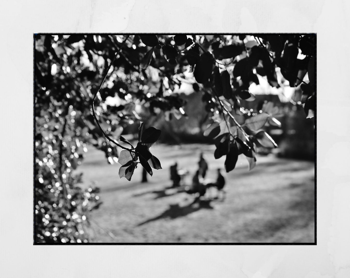 Maxwell Park Pollokshields Glasgow Black And White Photography Print