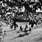 Maxwell Park Pollokshields Glasgow Black And White Photography Print