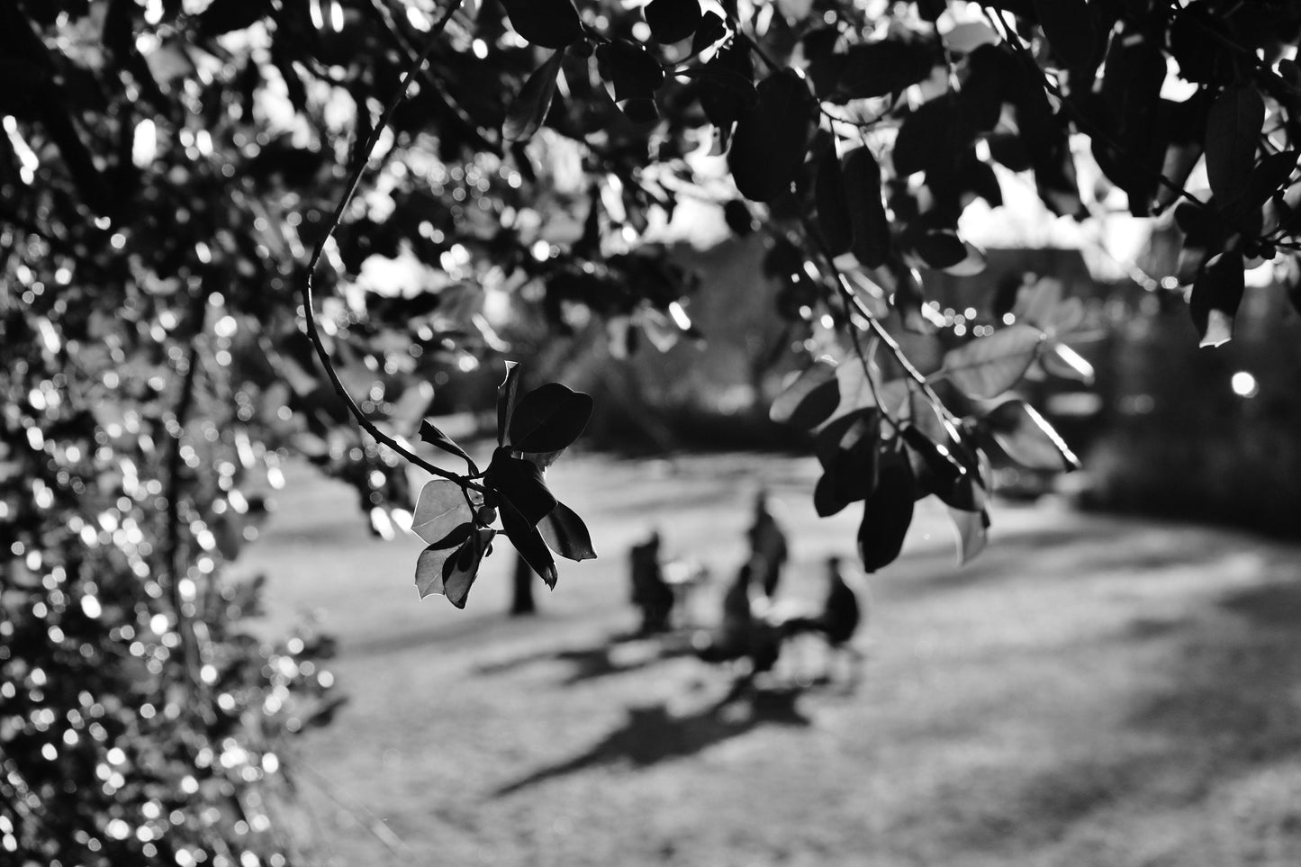 Maxwell Park Pollokshields Glasgow Black And White Photography Print