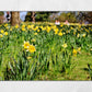 Daffodil Art Glasgow Botanic Gardens Photography Print