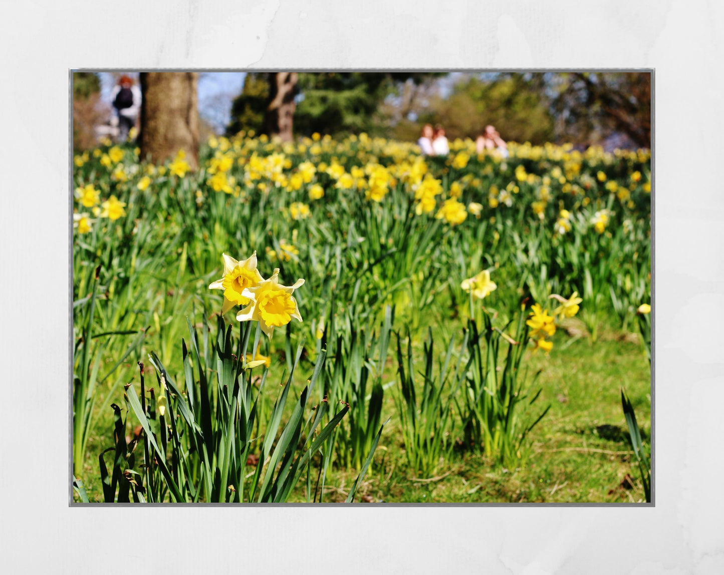 Daffodil Art Glasgow Botanic Gardens Photography Print