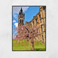 Glasgow University Photography Print Cherry Blossom Tree Wall Art