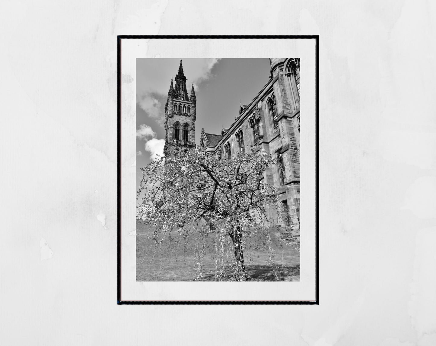 Glasgow University Black And White Photography Print Cherry Blossom Tree Wall Art