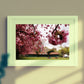The Meadows Edinburgh Cherry Blossoms Photography Print