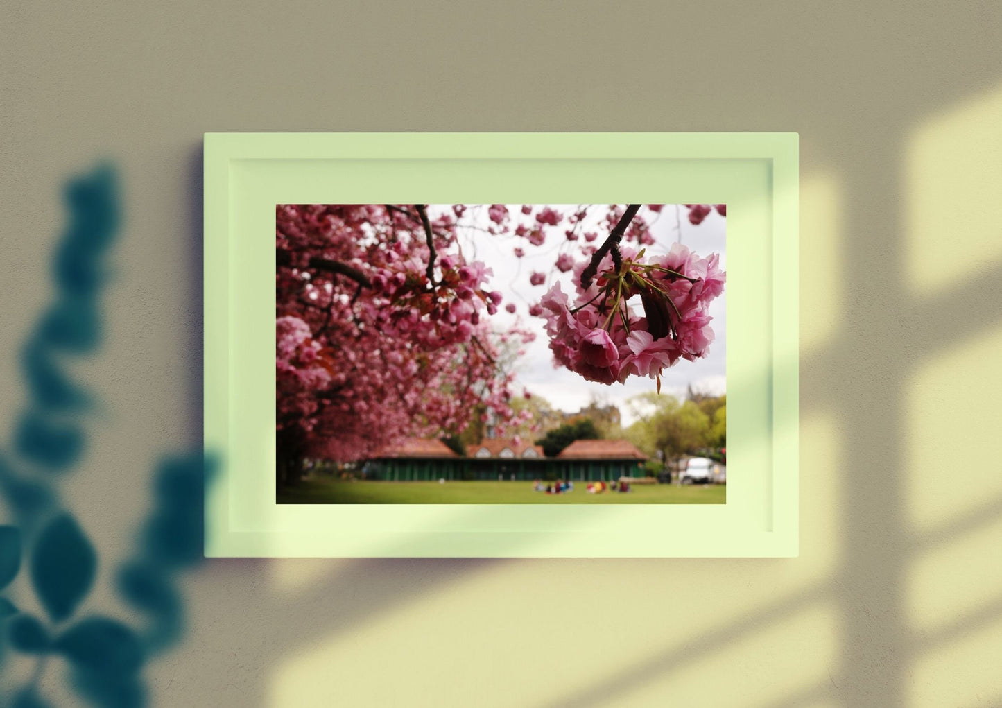 The Meadows Edinburgh Cherry Blossoms Photography Print