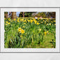 Daffodil Art Glasgow Botanic Gardens Photography Print