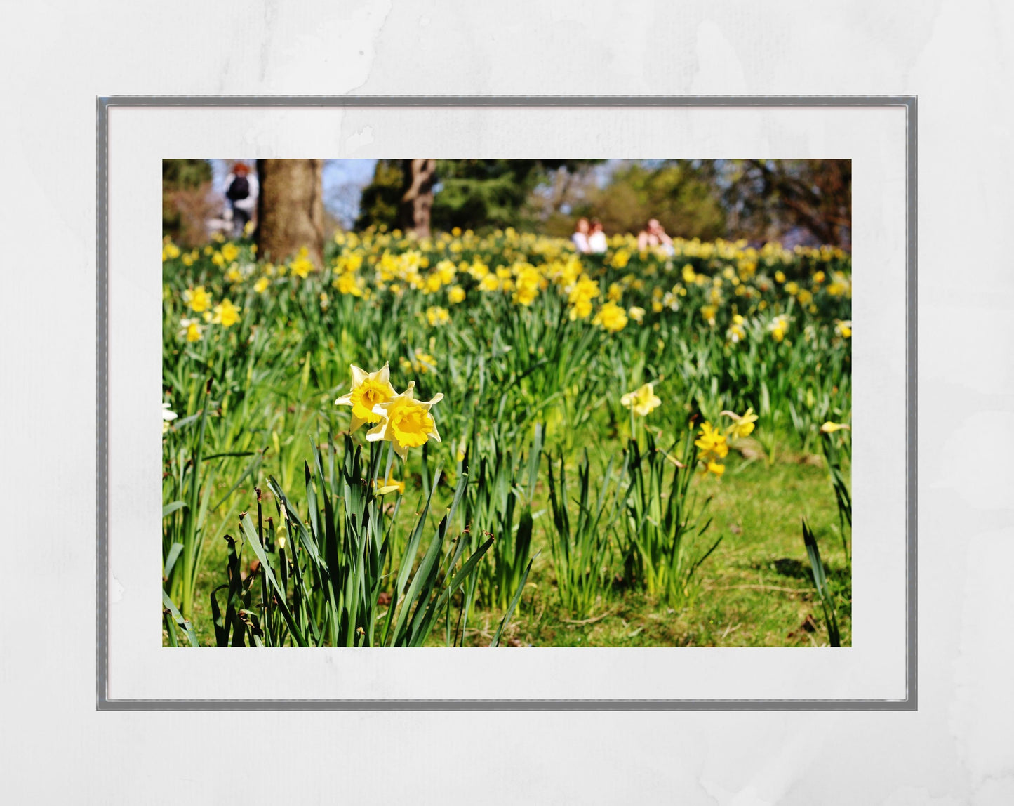 Daffodil Art Glasgow Botanic Gardens Photography Print